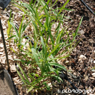 Ranunculus lingua