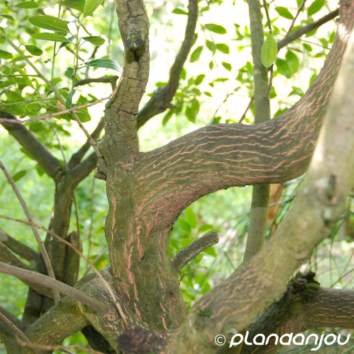 Rhamnus alaternus