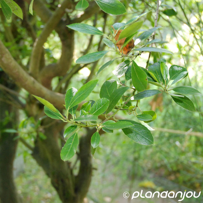 Rhamnus alaternus