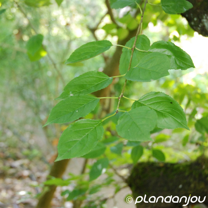 Rhamnus cathartica