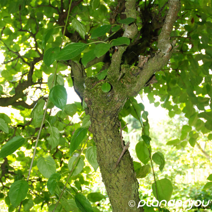 Rhamnus cathartica