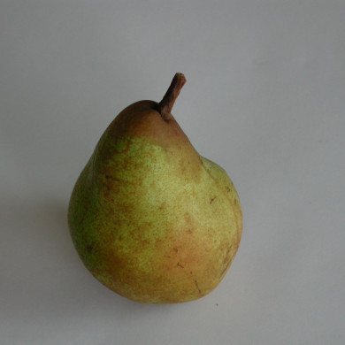 Poirier 'Doyenné du Comice'