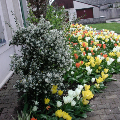 Osmanthus x burkwoodii