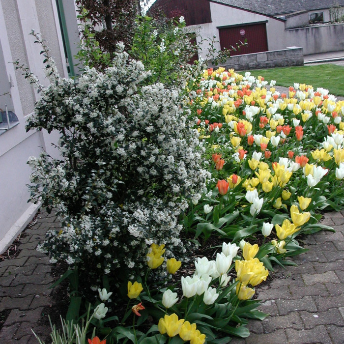 Osmanthus x burkwoodii