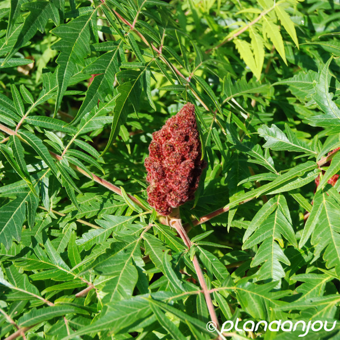 Rhus typhina