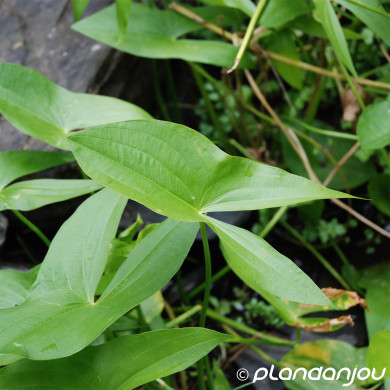 Sagittaria sagittifolia 'Flore Pleno'