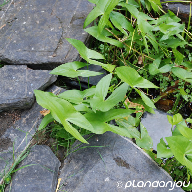 Sagittaria sagittifolia 'Flore Pleno'