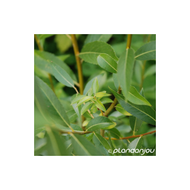 Salix alba