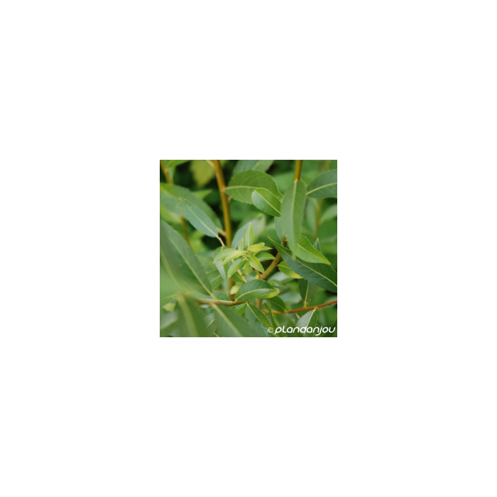 Salix alba