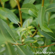 Salix alba