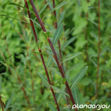 Salix purpurea
