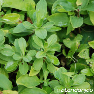 Saponaria officinalis 'Alba Plena'