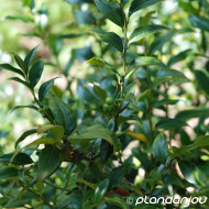 Sarcococca ruscifolia
