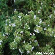 Satureja montana