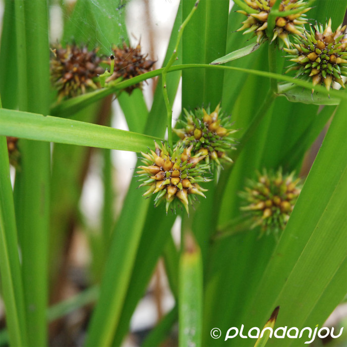 Sparganium erectum