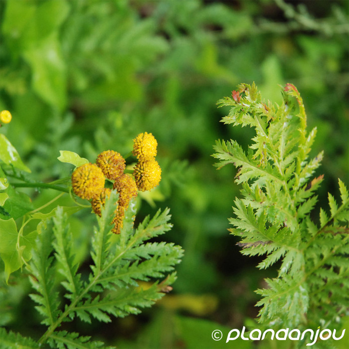 Tanacetum vulgare