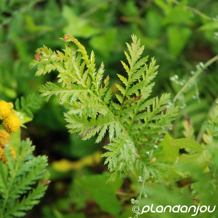 Tanacetum vulgare