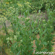 Tanacetum balsamita