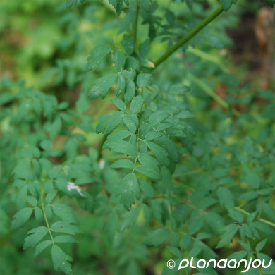 Thalictrum aquilegifolium