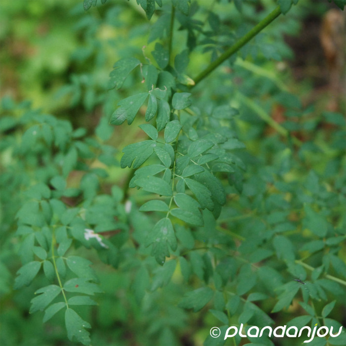Thalictrum aquilegifolium