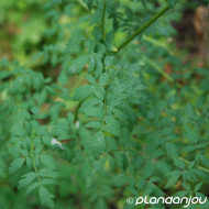 Thalictrum aquilegifolium