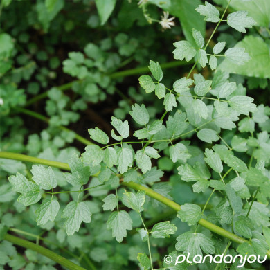 Thalictrum flavum subsp. glaucum