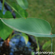 Thalia dealbata