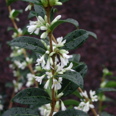 Osmanthus x burkwoodii