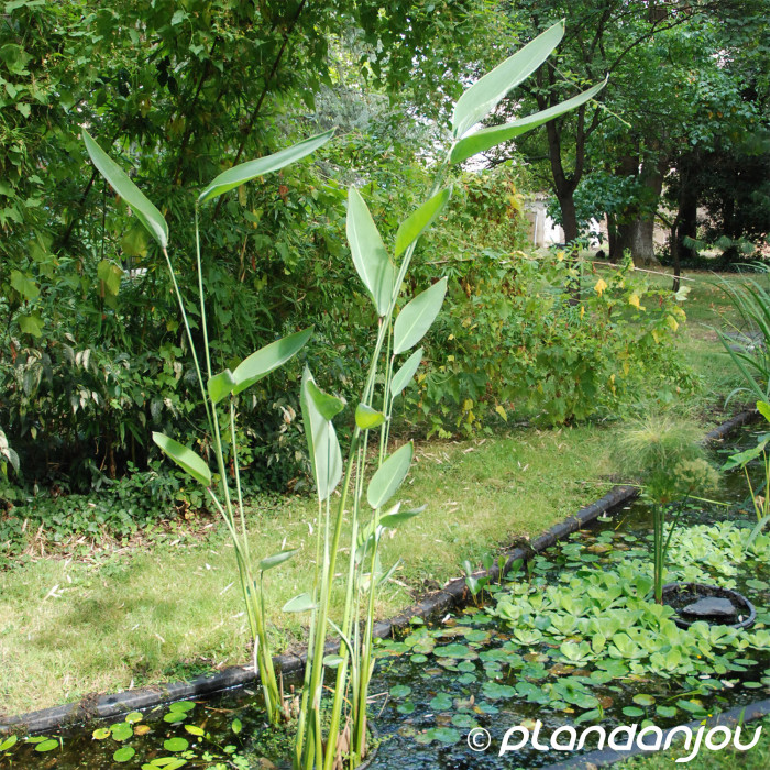 Thalia dealbata