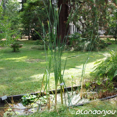 Typha latifolia