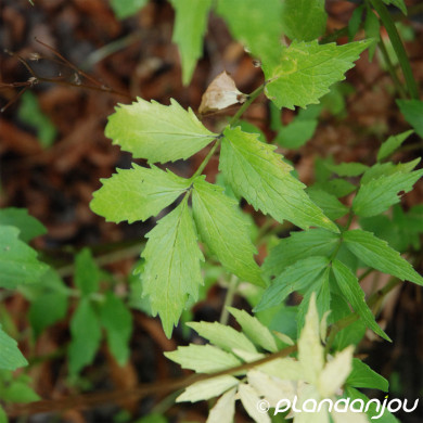 Valeriana officinalis