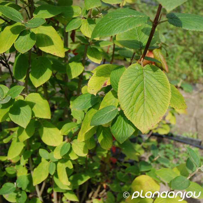 Viburnum lantana