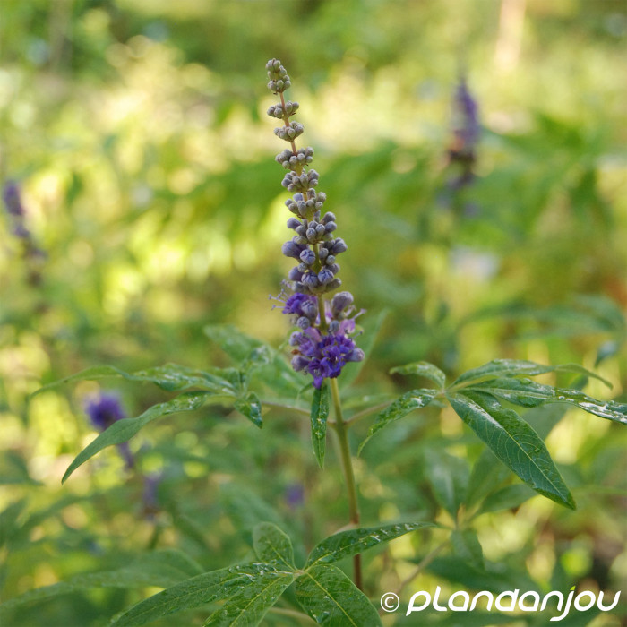 Vitex agnus-castus
