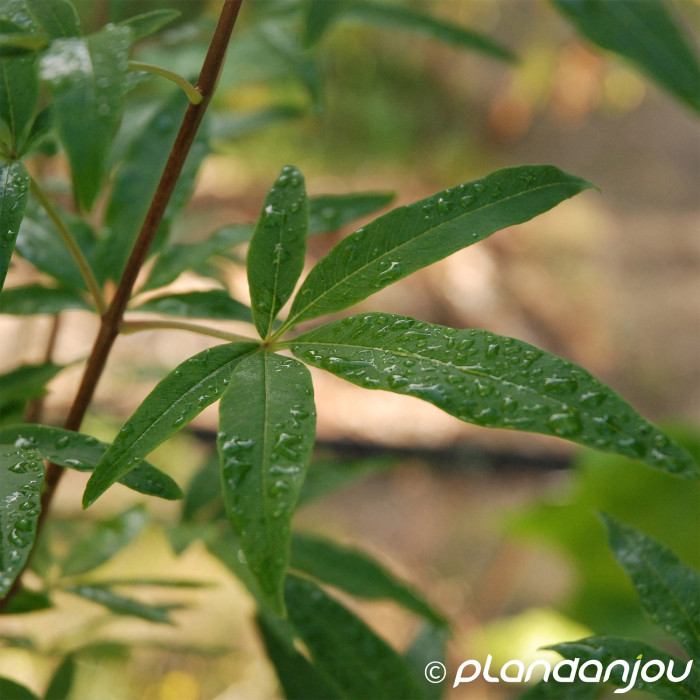 Vitex agnus-castus
