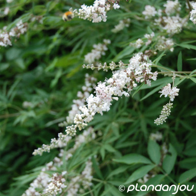 Vitex agnus-castus 'Albus'