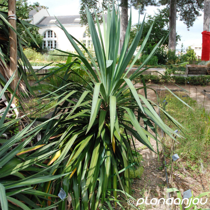 Yucca gloriosa