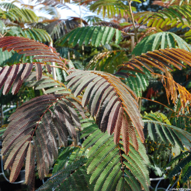 Albizia Julibrissin Evi'S Pride