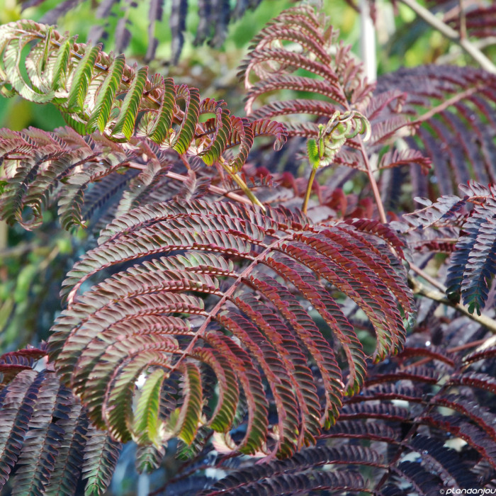 Albizia julibrissin Summer Chocolate®