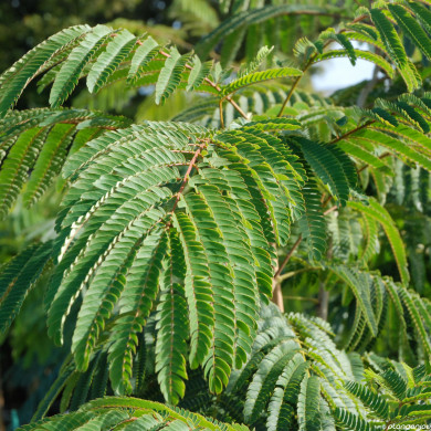 Albizia Julibrissin Tropical Dream® Pos 1
