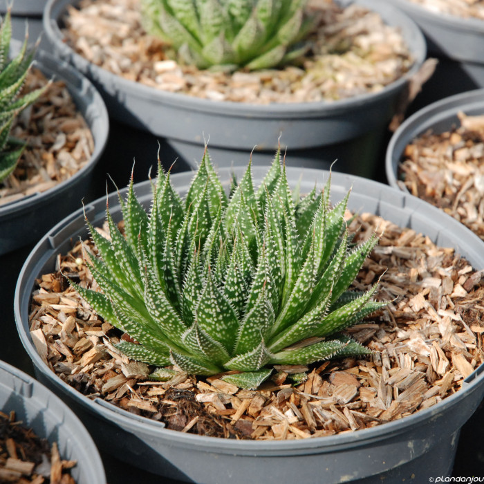Aloe aristata