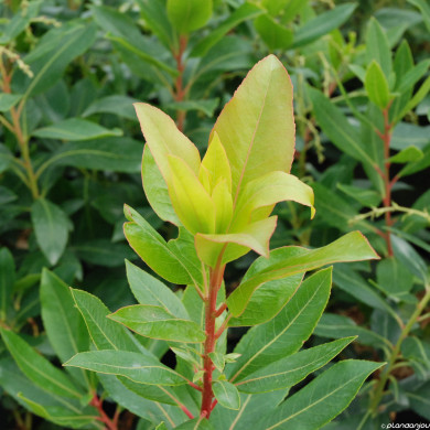 Arbutus unedo 'Atlantic'