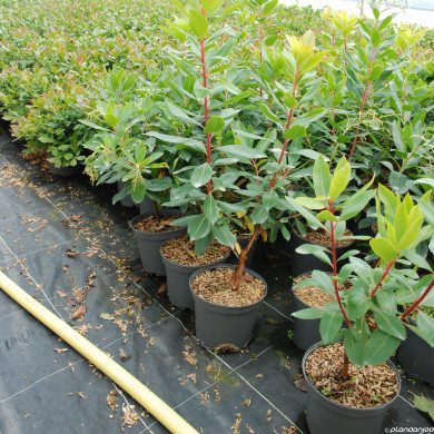 Arbutus unedo 'Atlantic'