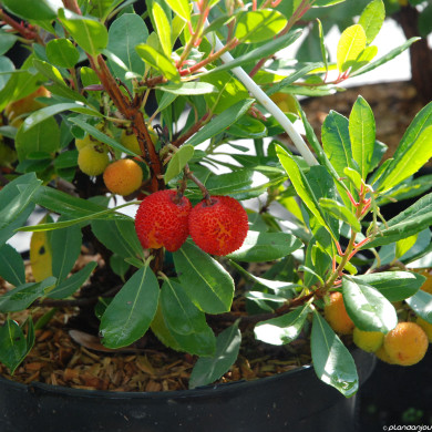 Arbutus unedo 'Atlantic'