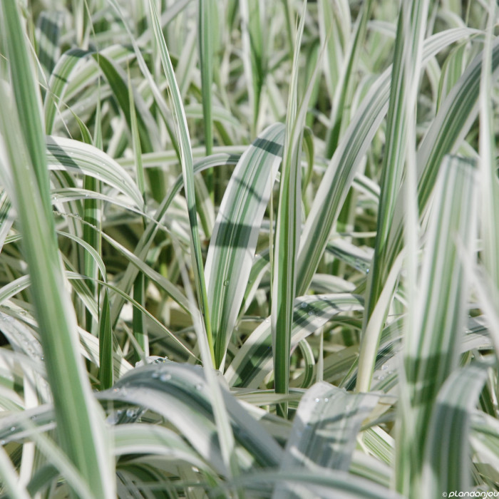 Arundo donax 'Ely'