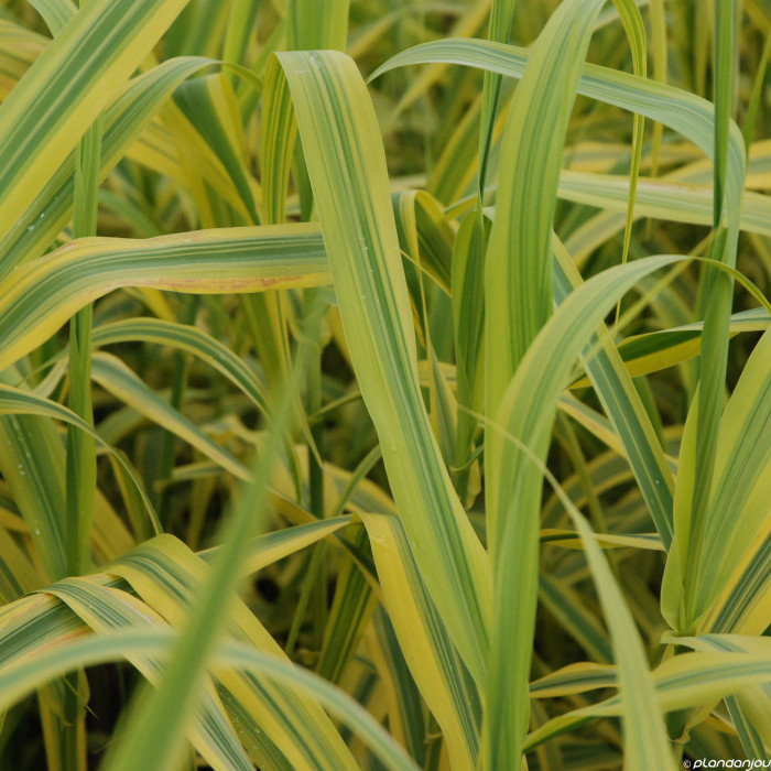 Arundo donax 'Golden chain'
