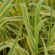 Arundo donax 'Golden chain'