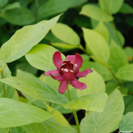 Calycanthus 'Aphrodite'