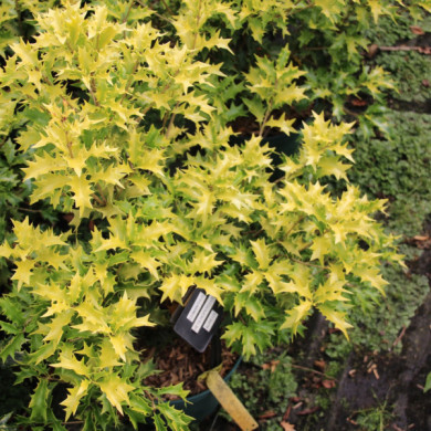 Osmanthus heterophyllus 'Aureus'