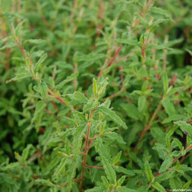 Cistus x florentinus