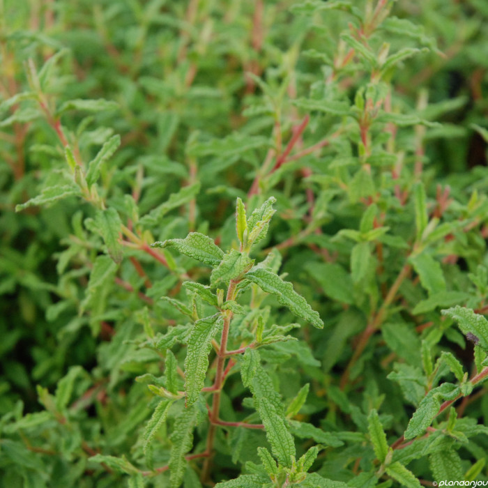 Cistus x florentinus